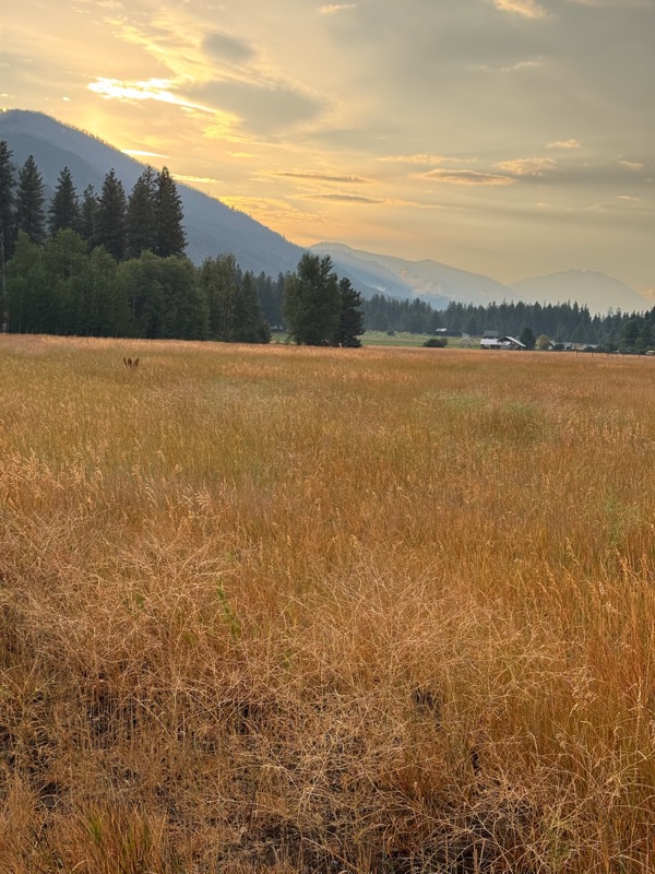 Golden meadow glowing at sunset with a deer grazing and mountains beyond