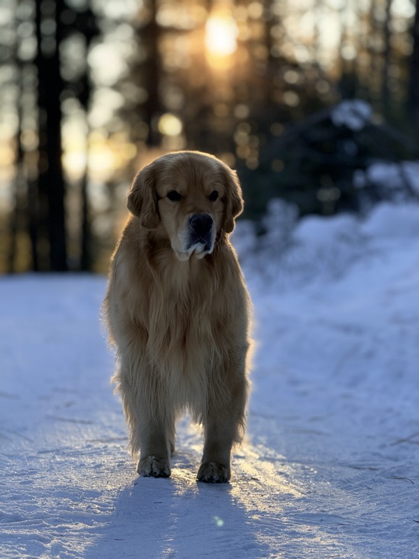 A golden retriever standing on a snowy path, backlit by golden winter sunlight through the pines