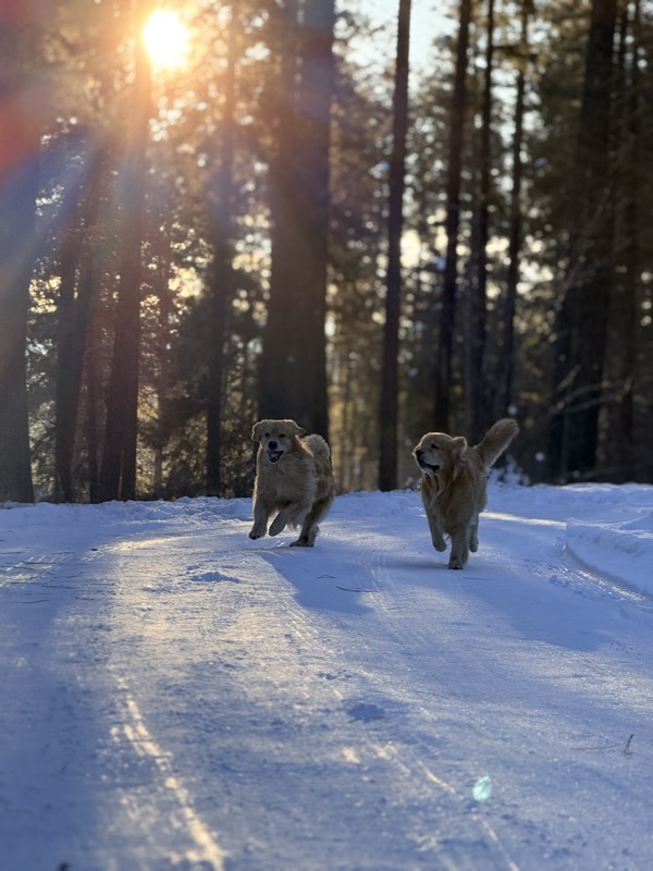 Two golden retrievers running through fresh snow toward the camera as sunlight streams through the evergreens