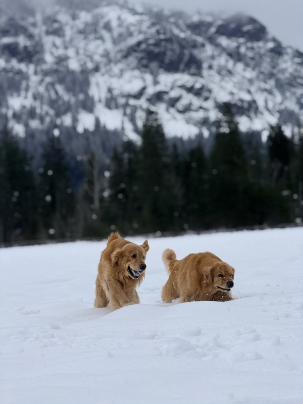 Two golden retrievers playing in deep snow with snow-covered mountains behind