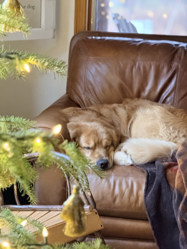 A golden retriever napping on a leather chair beside a lit Christmas tree inside the cabin