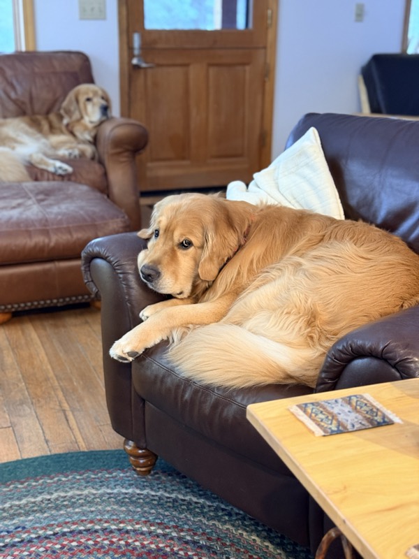 Two golden retrievers relaxing on leather chairs in the cabin's living room