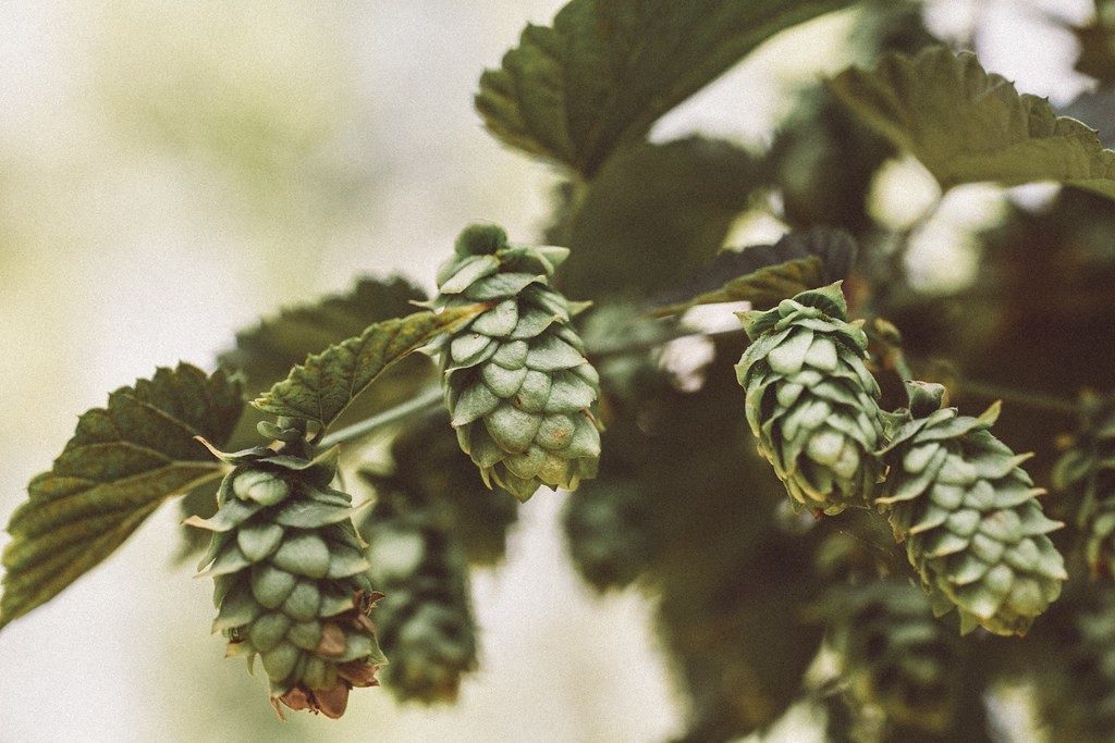 Green hop cones ripening on the bine