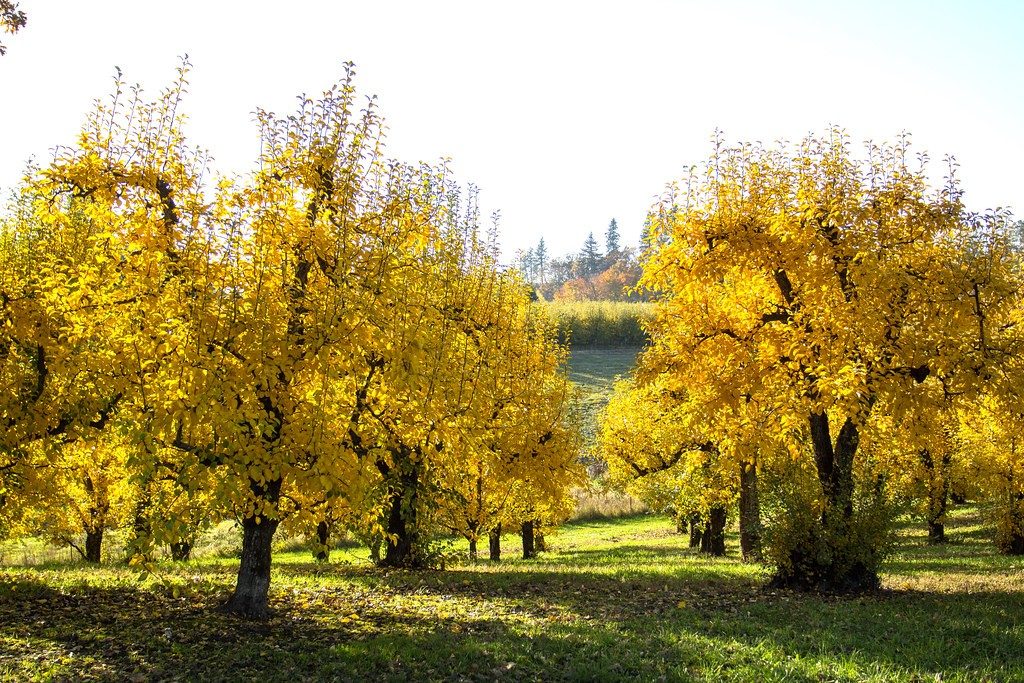 Rows of orchard trees in golden autumn light